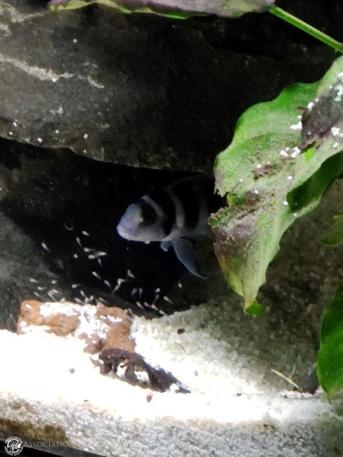 N. tretocephalus 3.jpg