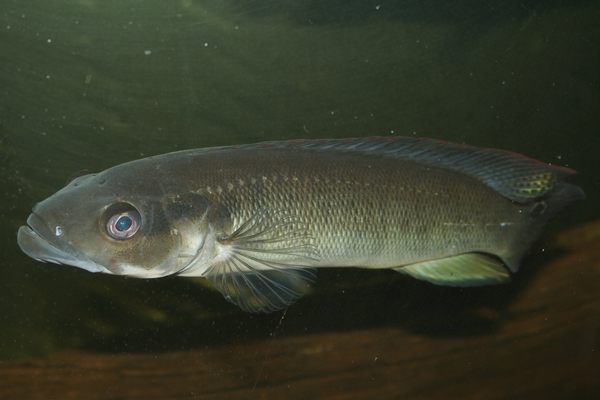 reticulata mâle.jpg