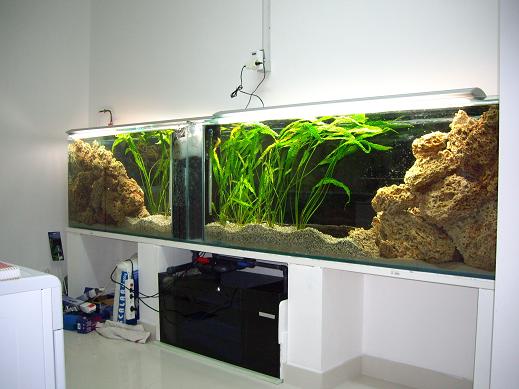 aquarium6 002essai.JPG