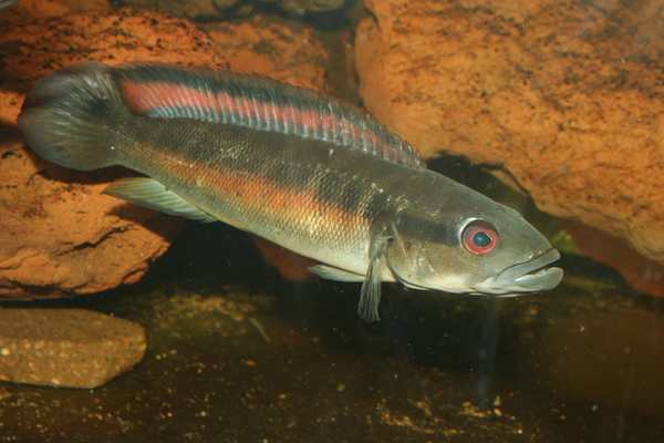 reticulata femelle.jpg