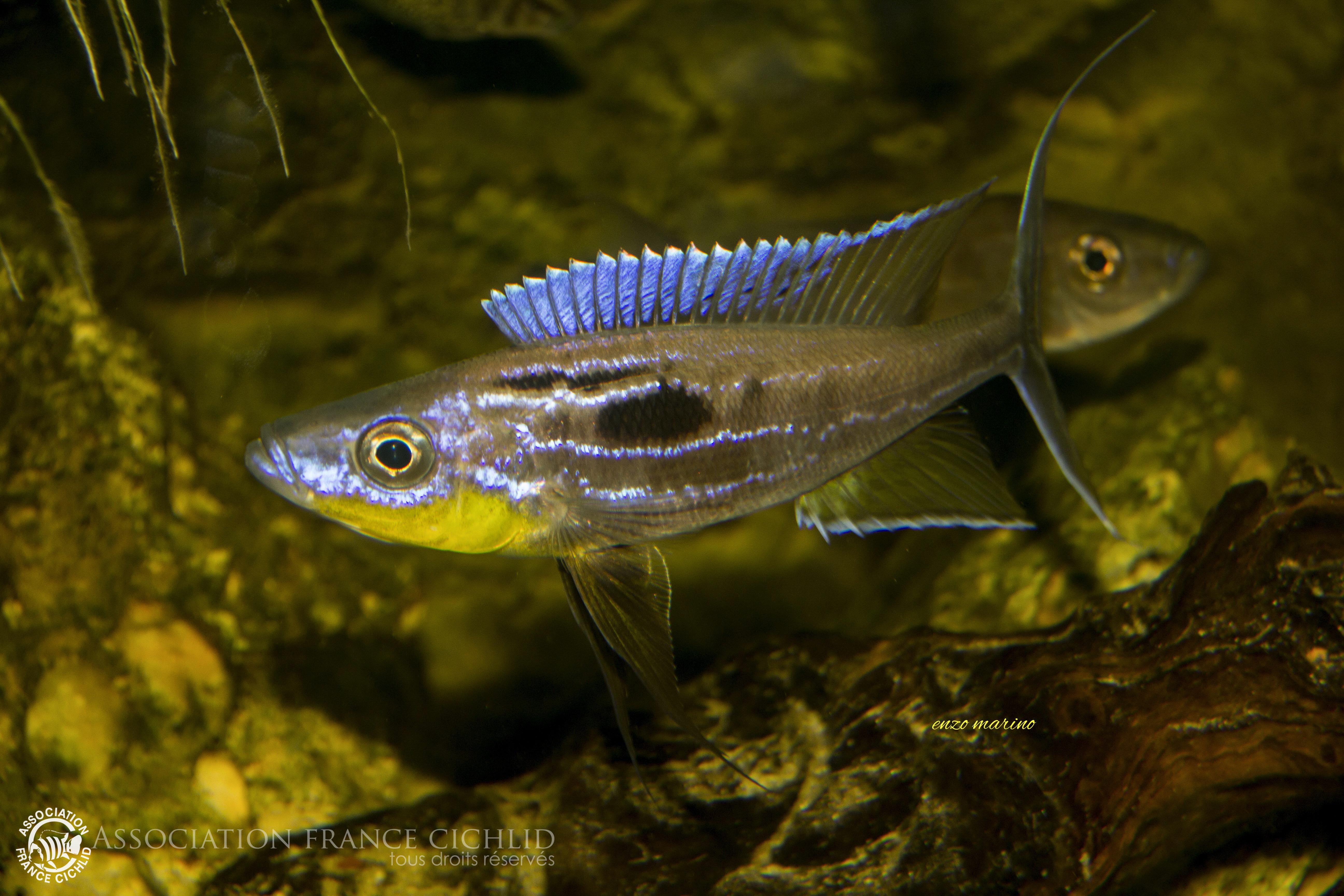 brnthochromis horii.jpg