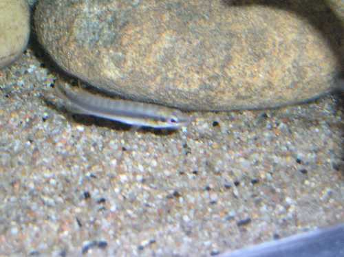 c.regani sp tapajos.jpg