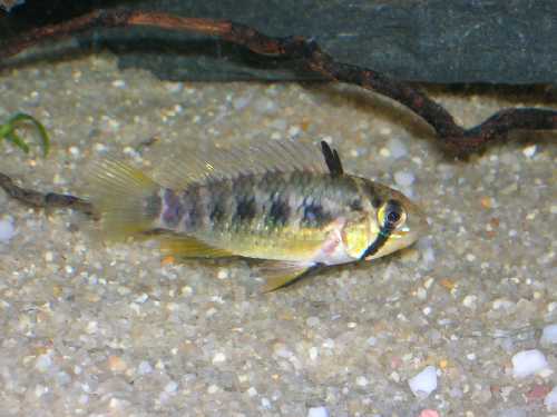 Apisto G.jpg
