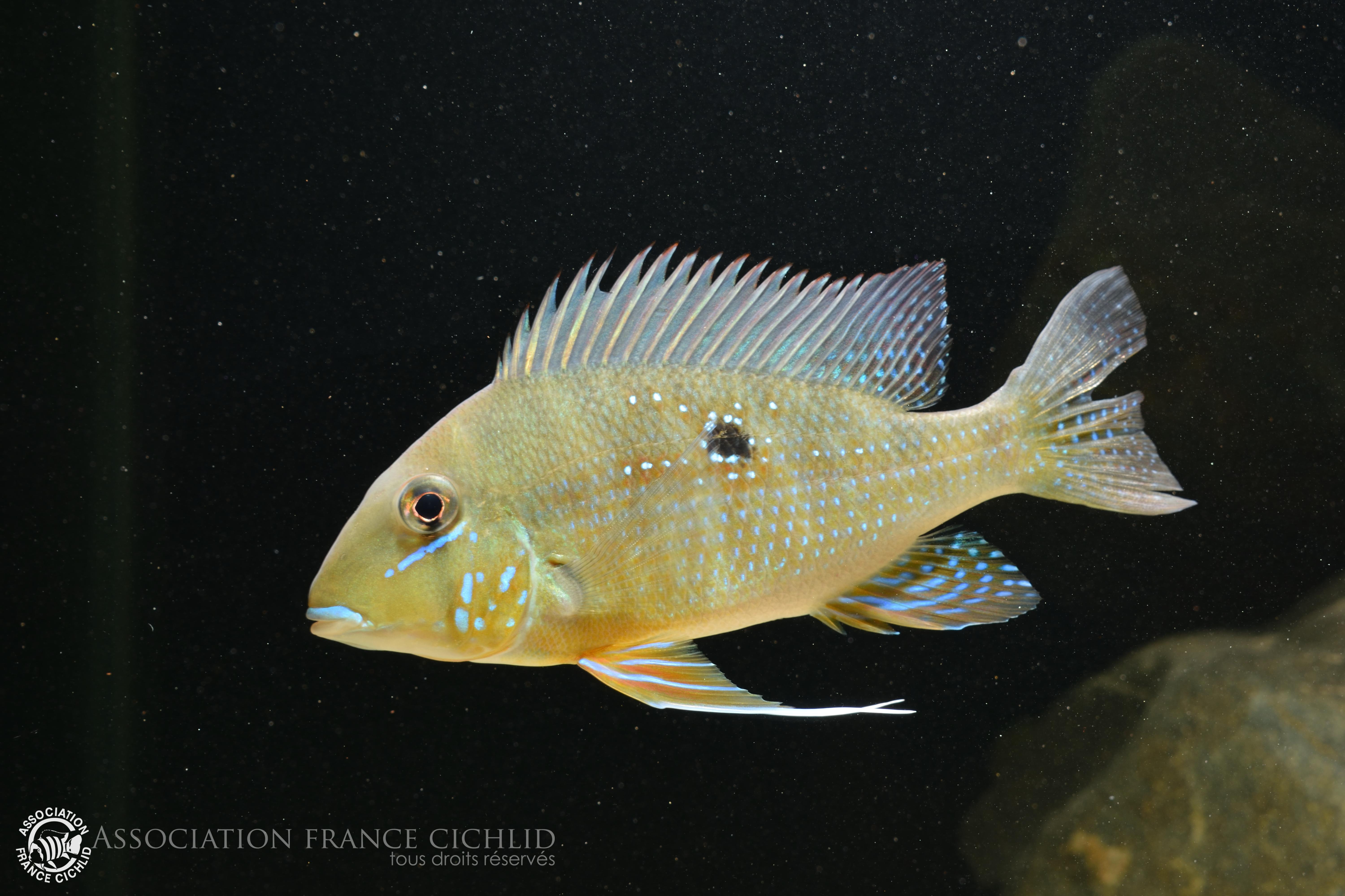 Geophagus argyrostictus localité Sao félix.JPG