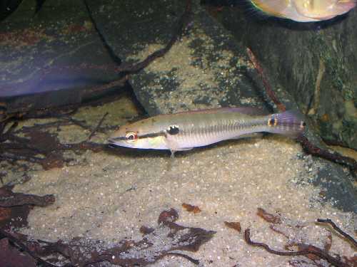 Jeune.C.albopunctata.jpg