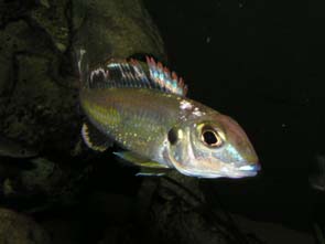 Callochromis pleurospilus flametop rainbow Kigoma.jpg