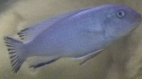socolofi cobué1.jpg
