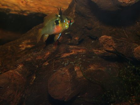 microgeophagus ramirezi 09 02 07 040.JPG