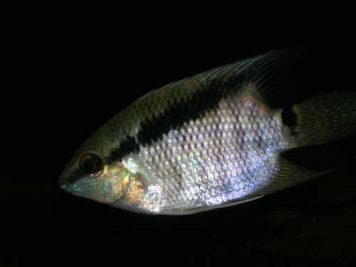Mesonauta cf.jpg