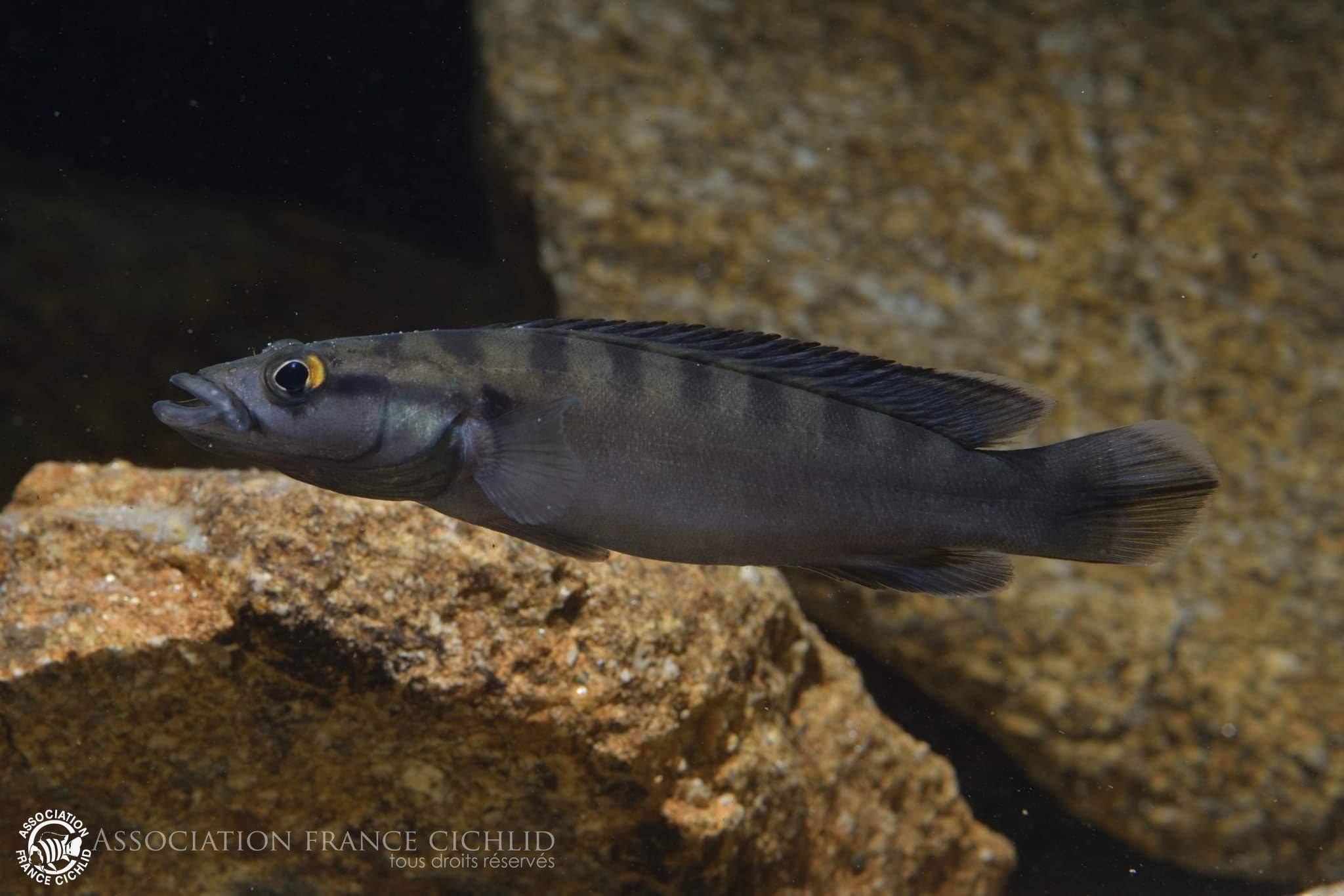 Crenicichla dandara F0