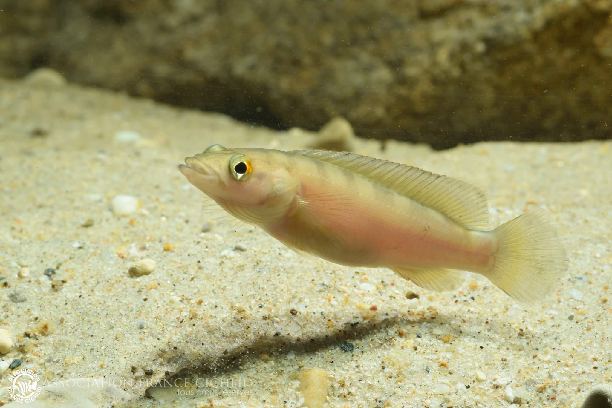 Crenicichla dandara F0