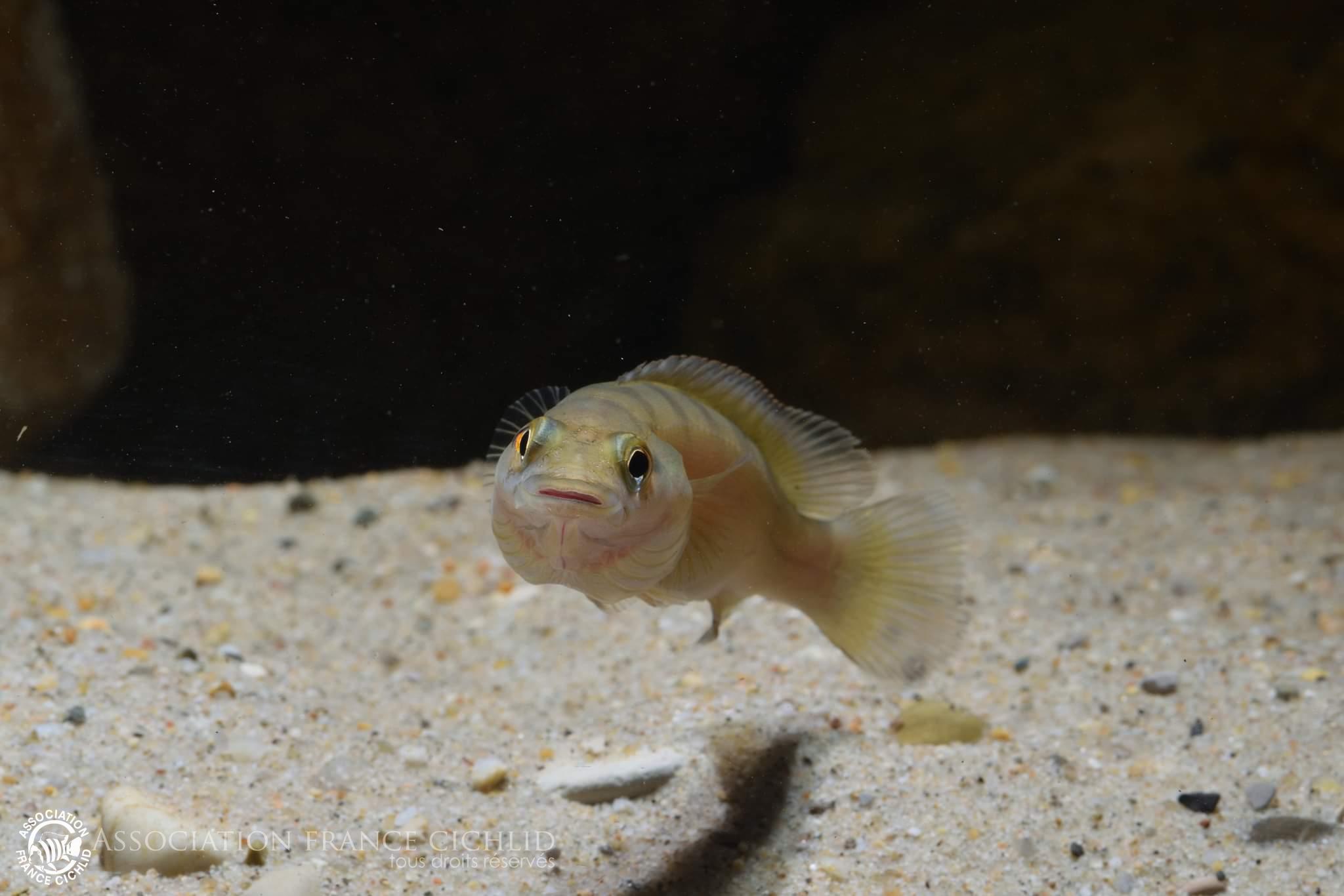Crenicichla dandara F0