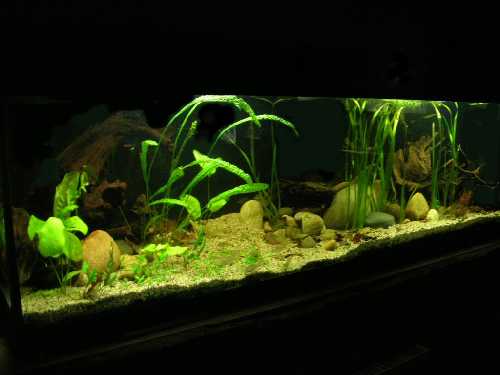 600 litres Amérique du Sud
<br />9 Satanoperca  red lips  Crique Boulanger
<br />4 Nannacara anomala  Iracoubo
<br />1 Corydoras rescapé  CriqueBoulanger