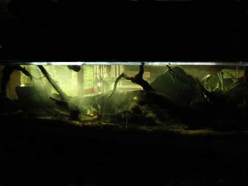 1000 litres Amérique du Sud
<br />4 Heros sp. Santarem
<br />3 Mesaunota Paramaribo
<br />4 Acarichthys heckelii
<br />5 Geophagus crassilabris
<br />6 Geophagus sp. Petit Saut
<br />4 Guianacara  sp. Grand Laussat
<br />4 jeunes Metynnis