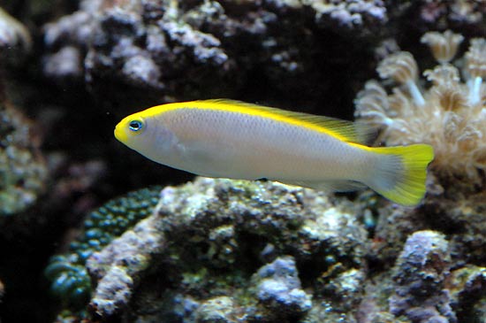 pseudochromis-flavivertex.jpg