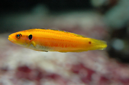 bodianus-bimaculatus.jpg