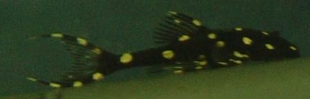 Acanthicus adonis 001.jpg