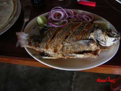 tilapia.jpg