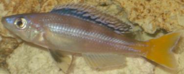 photos d' un de mes cyprichromis