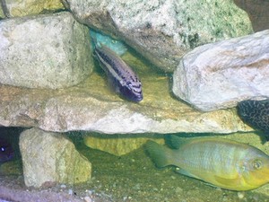 Auratus M + aurora 1.jpg