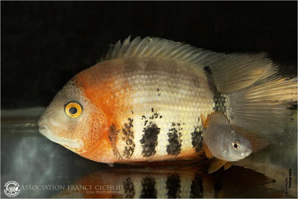Parmi les cichlidés de la bourse...