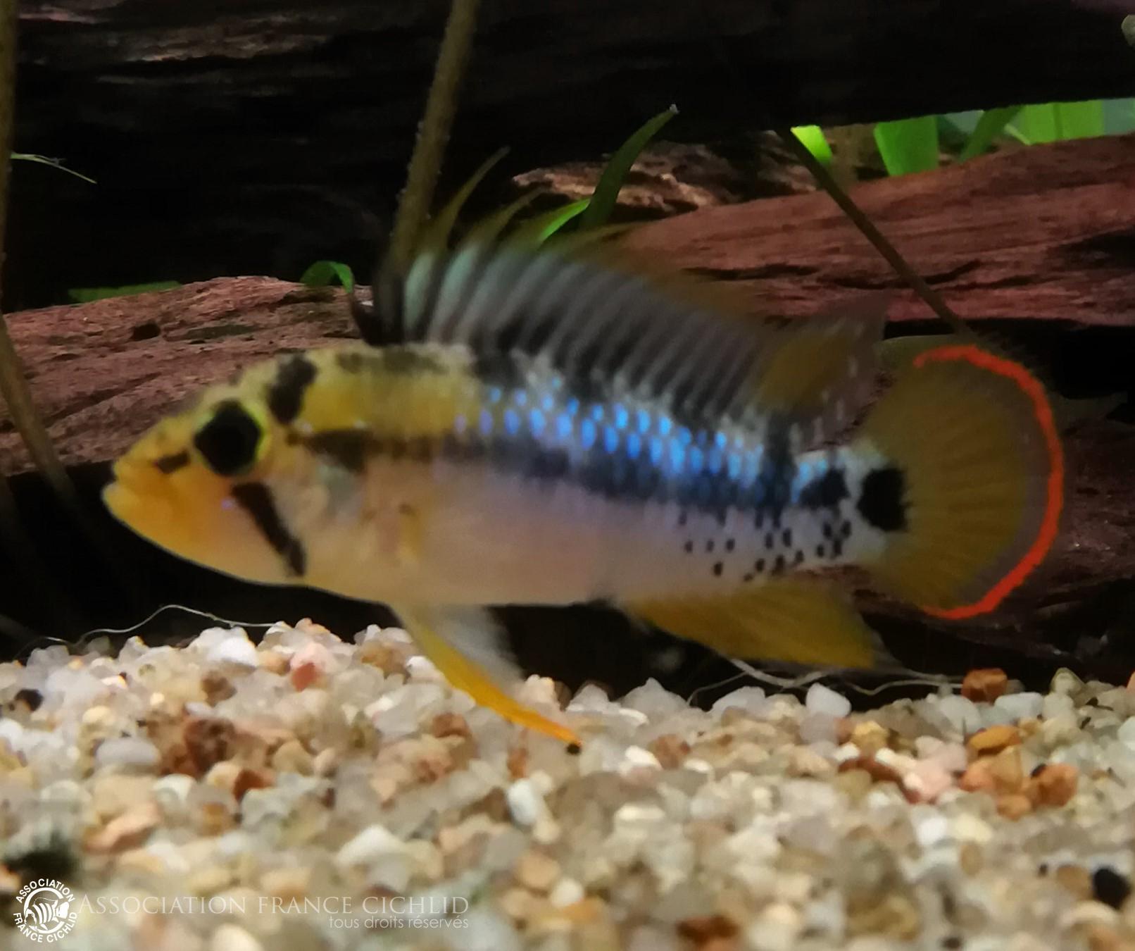 Apistogramma baenschi mâle.jpg