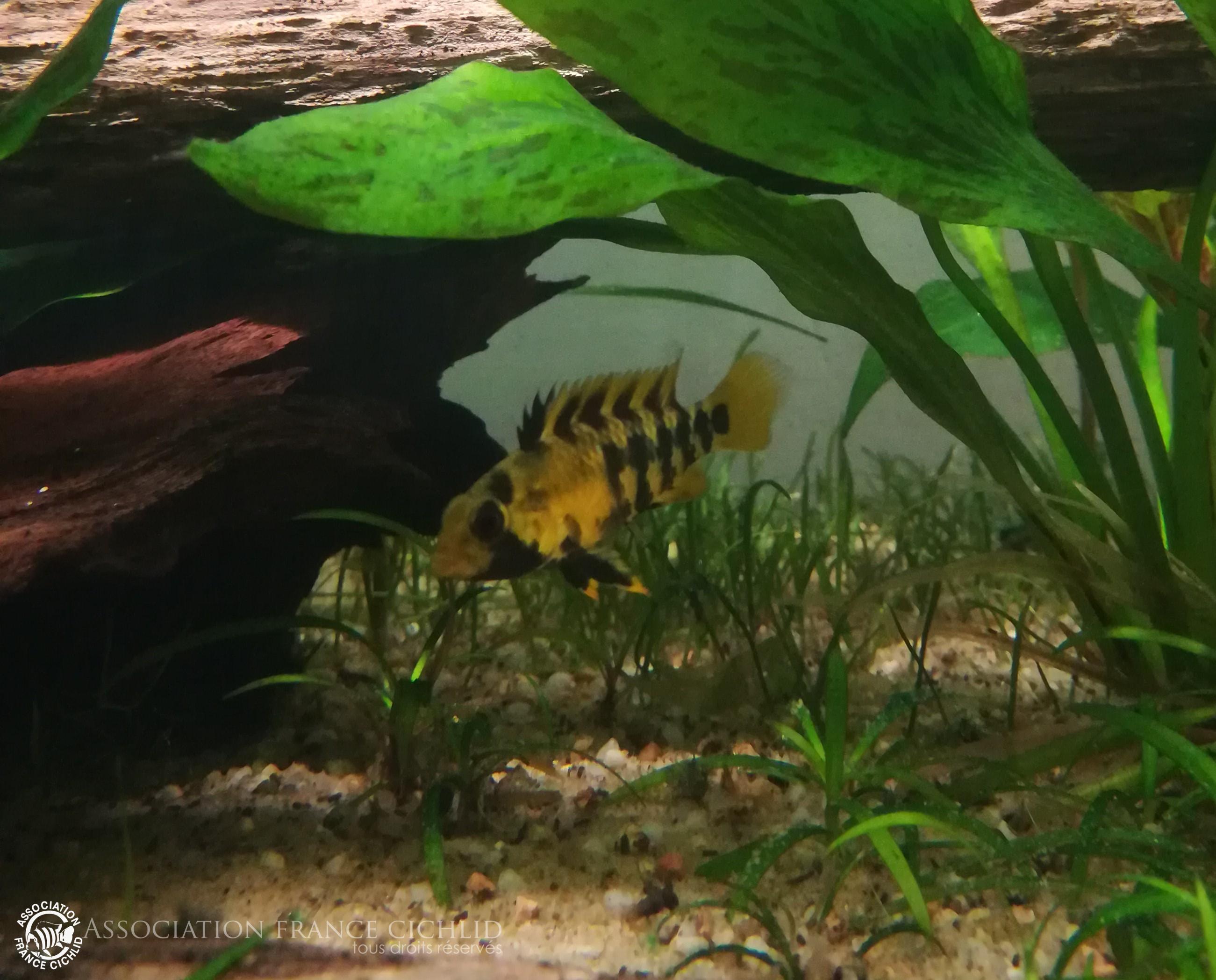 Apistogramma baenschi femelle.jpg