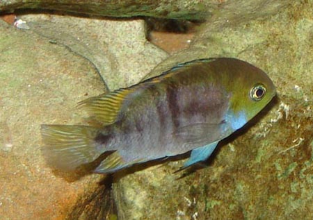 Le poisson X