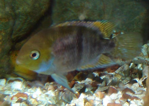 Le poisson X en moins clair !