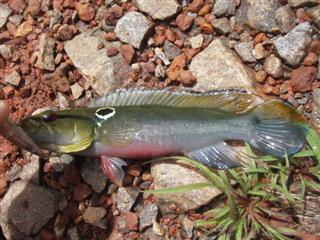 Crenicichla (Custom).JPG