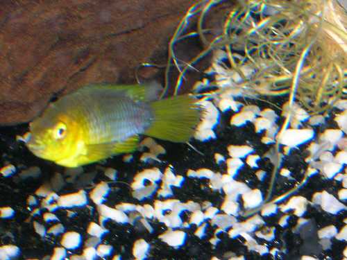 Apisto cf 2.jpg