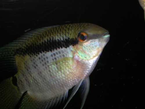 M.paramaribo.jpg