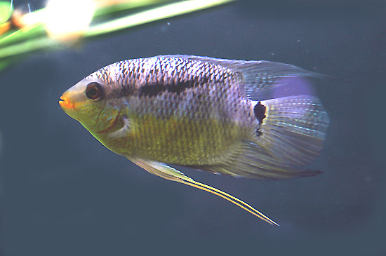 a-deter-mesonauta.jpg