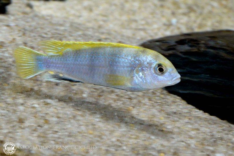 Labidochromis sp "perlmut Higga Reef