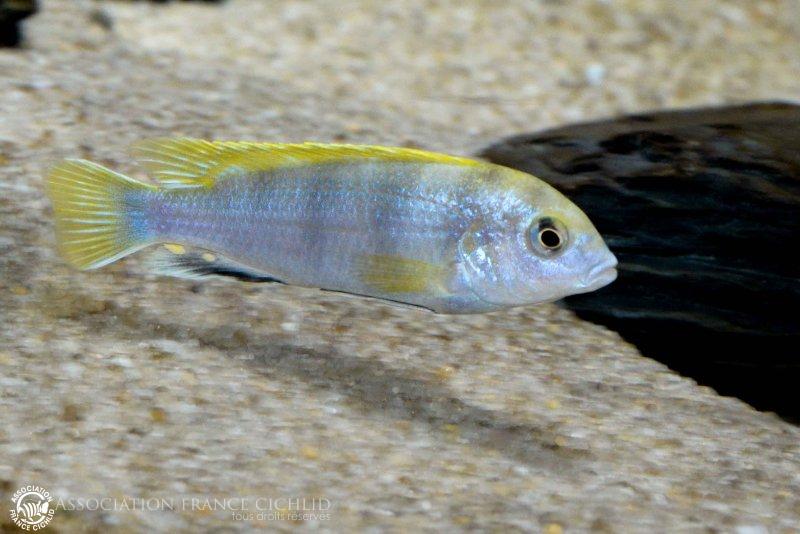 Labidochromis sp &quot;perlmut Higga Reef