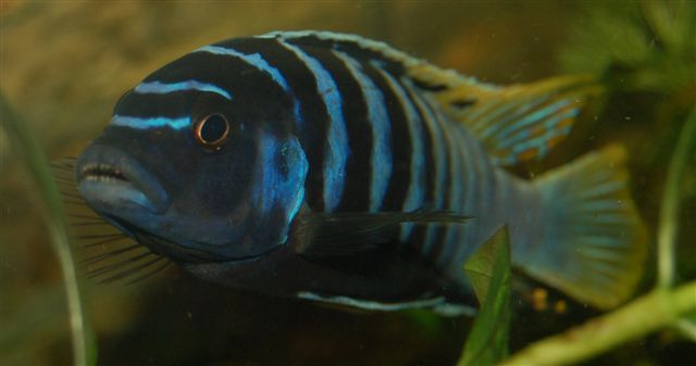 c'est bien entendu le male, le femelle est raye maispus grise