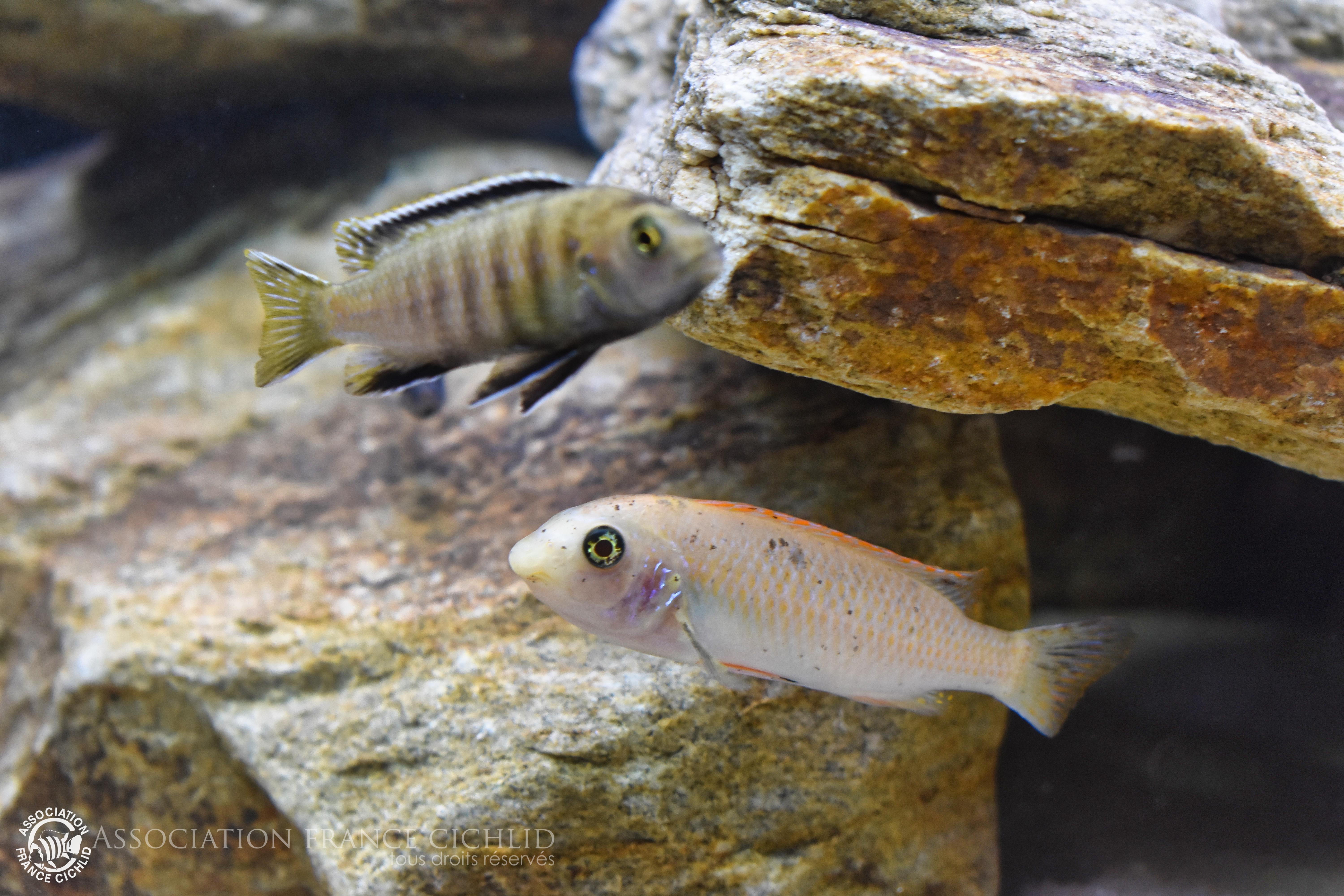 Tropheops et Labeotropheus
