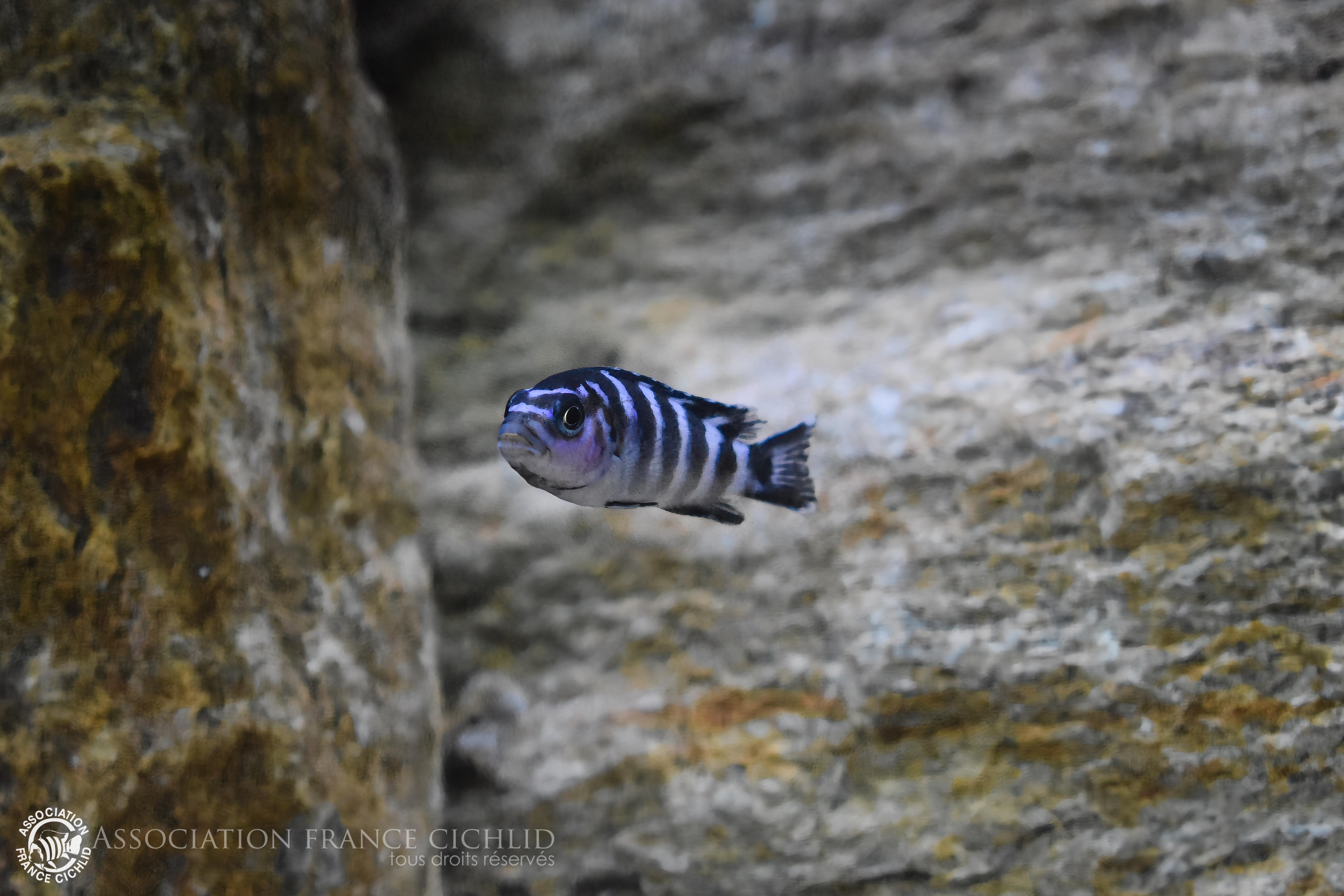 Chidongo demasoni Pombo Rock