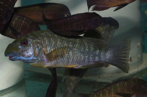 P. macrognathus.jpg