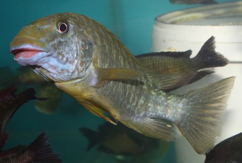 P. macrognatus tronche.jpg
