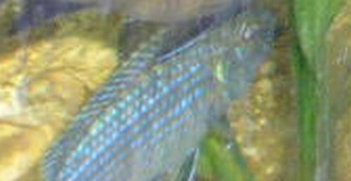 Flavigulis mâle F0 2.jpg