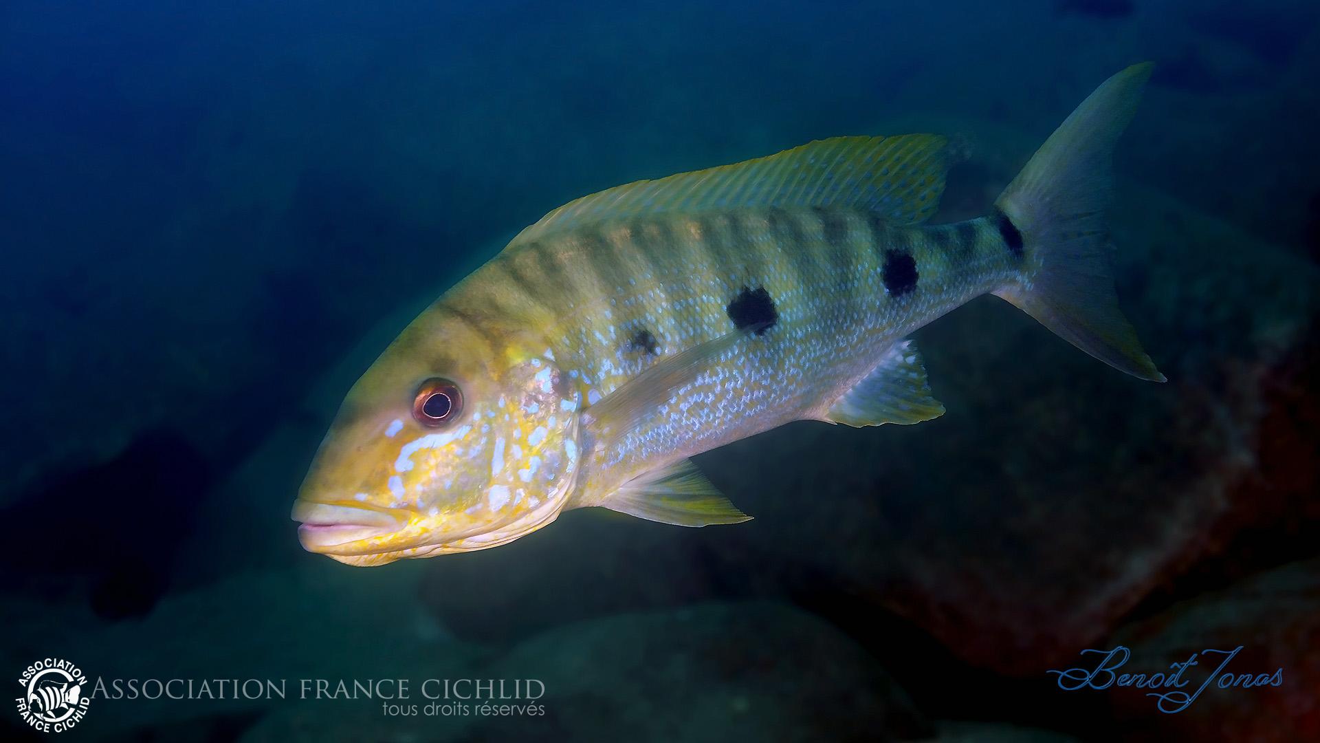 boulengerochromis-microlepis-301bj.jpg