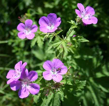 geranium.jpg