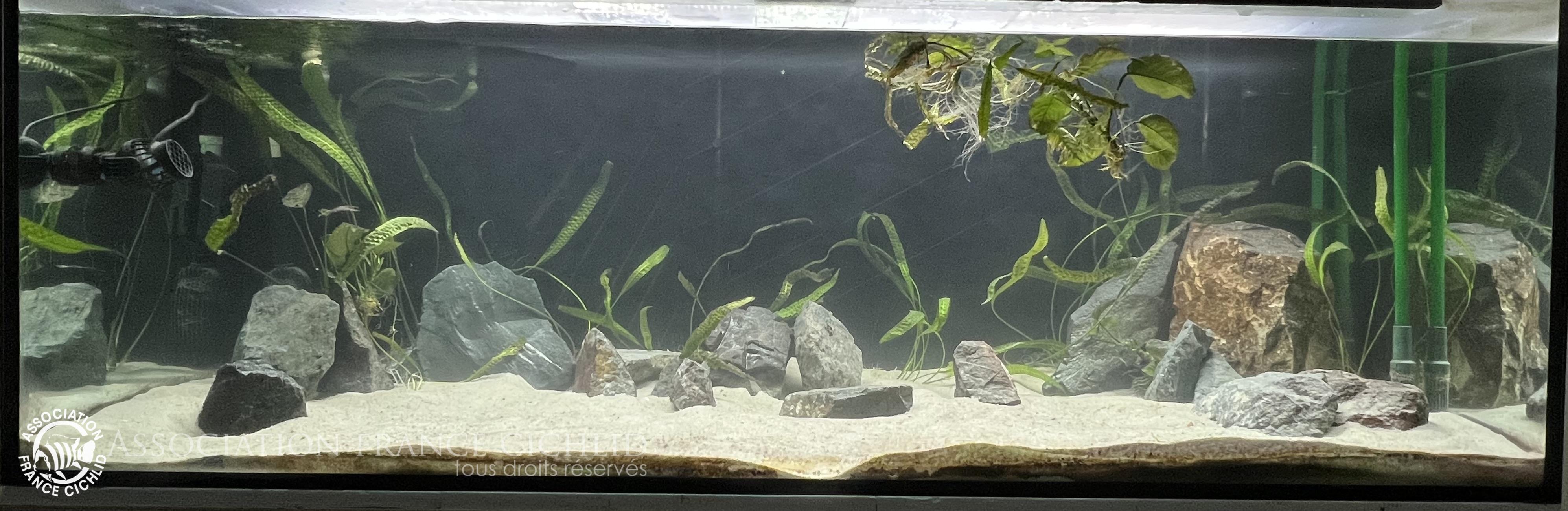 Voilà ce que ça donne, j’attends encore de fixer les anubias qui sont plutôt mal en point !