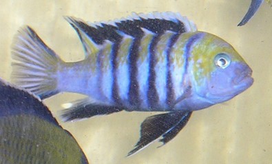 cobue F0  2.jpg