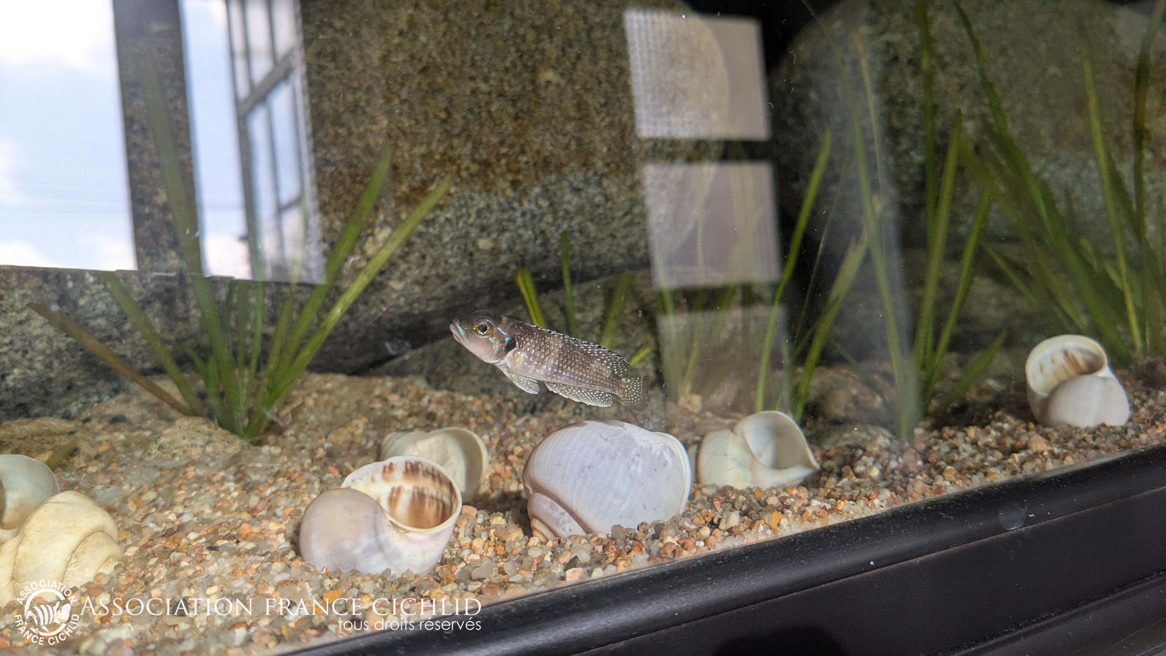 Pas facile a prendre en photo...