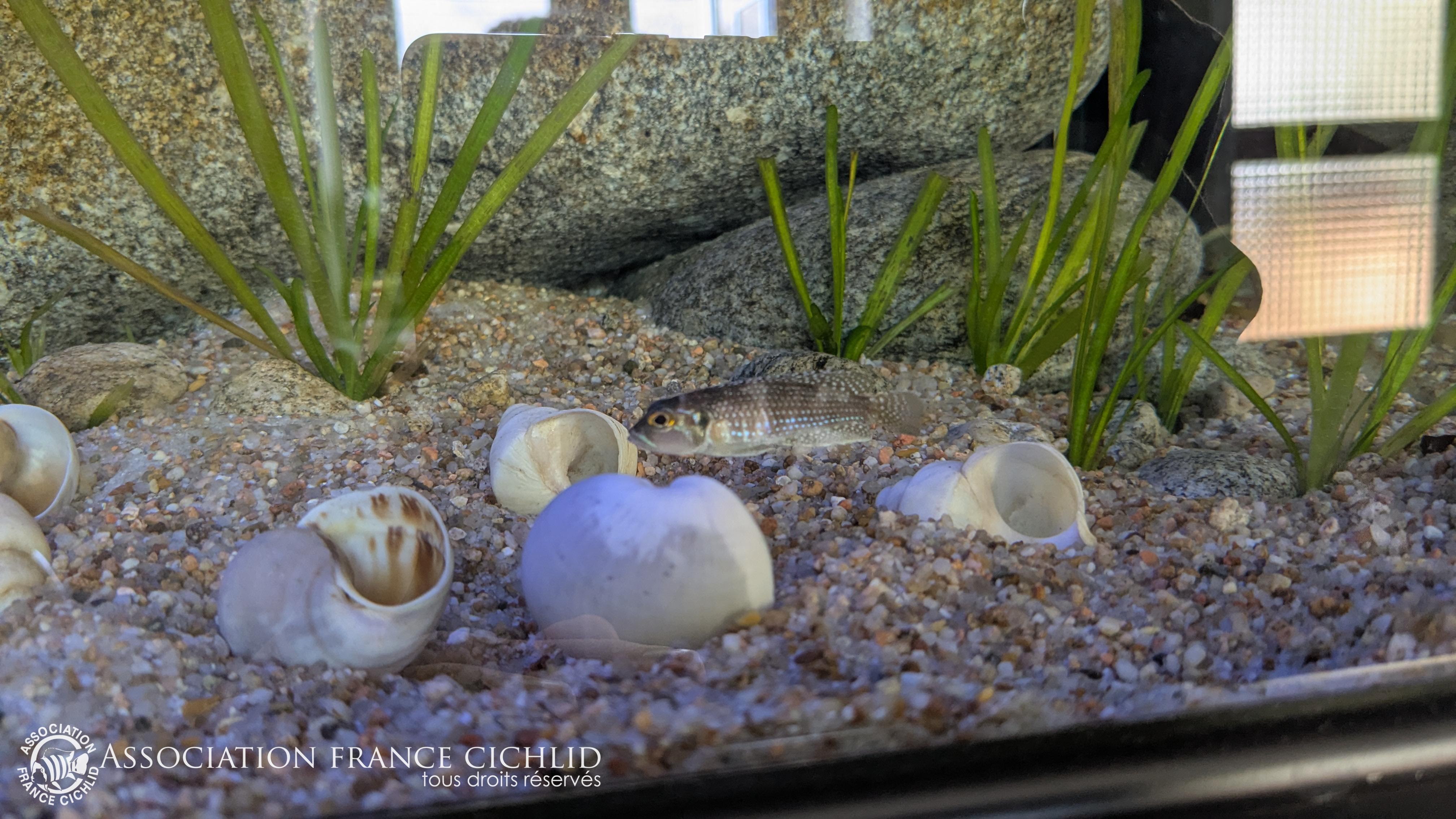 Celui ci commence le terrassement mais trop timide pour la photo ^^