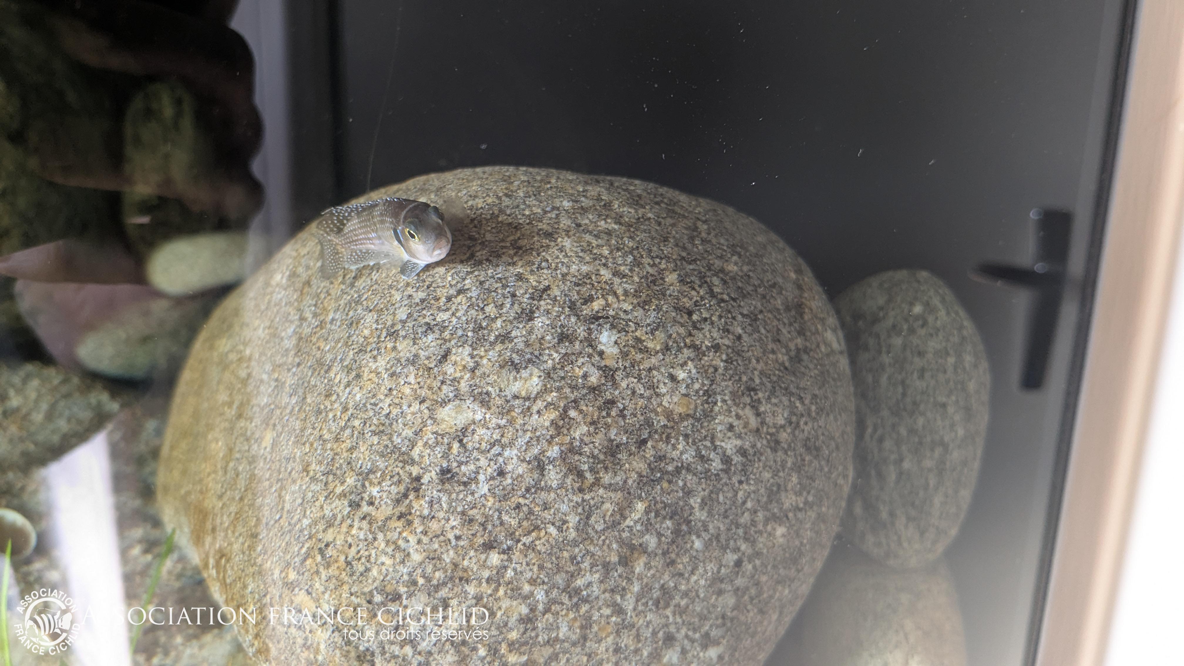 Le quatrième ne semble pas avoir droit de s'approcher des coquilles.