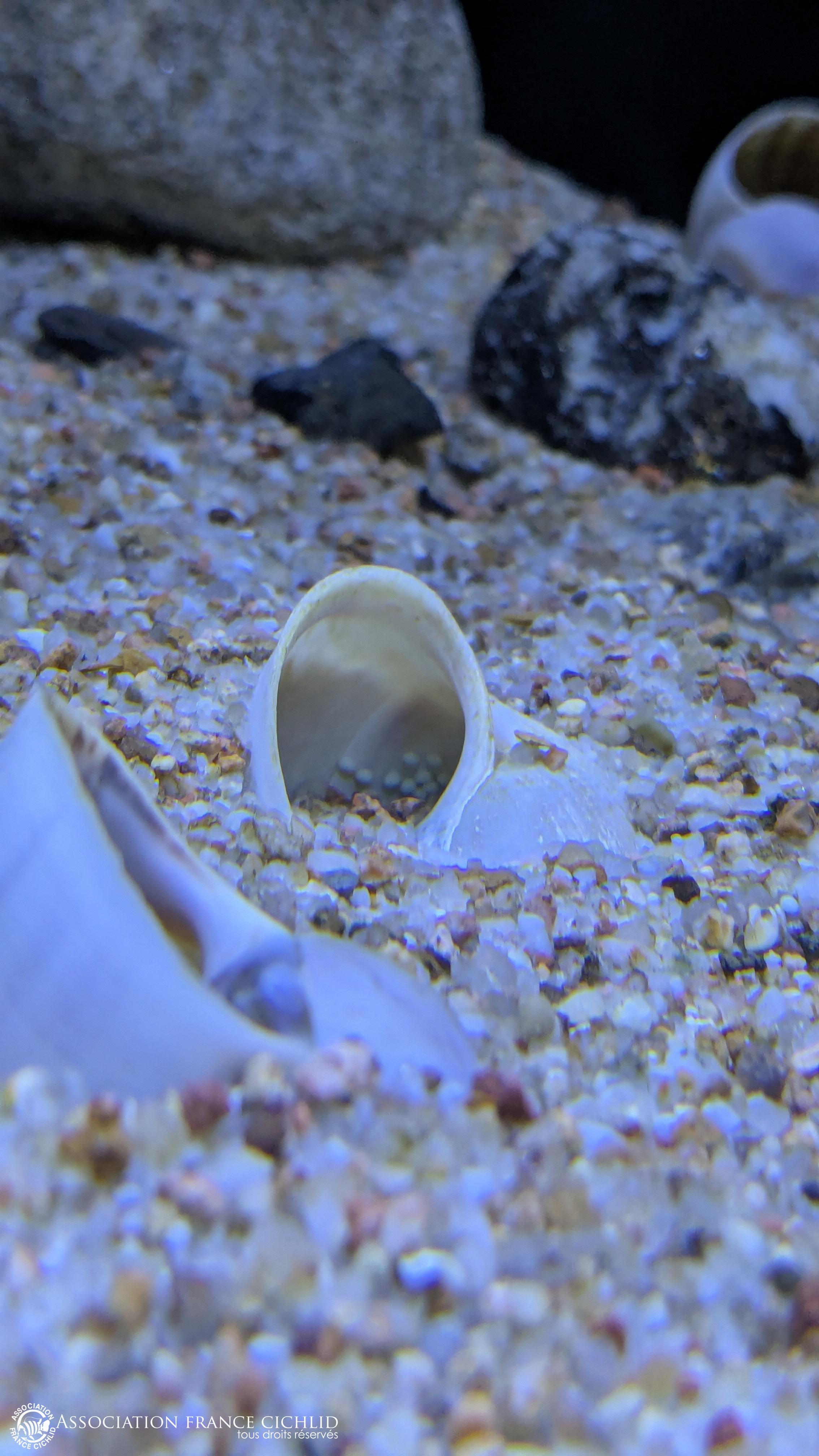 Des oeufs pour Pâques !