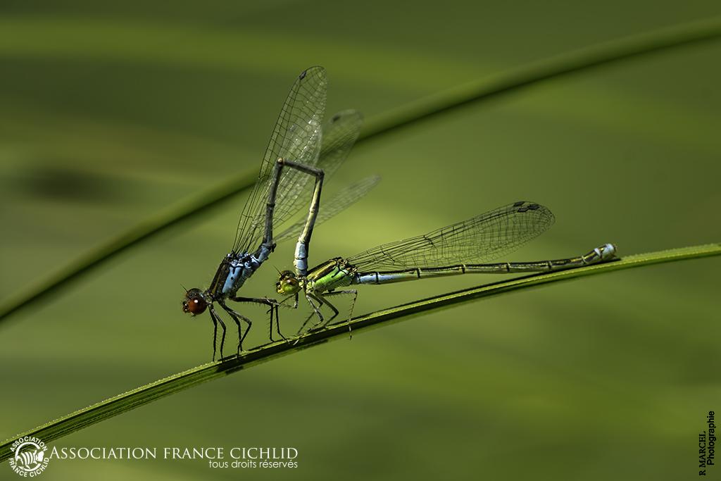 _45A0324 agrionportecoupecplmini.jpg